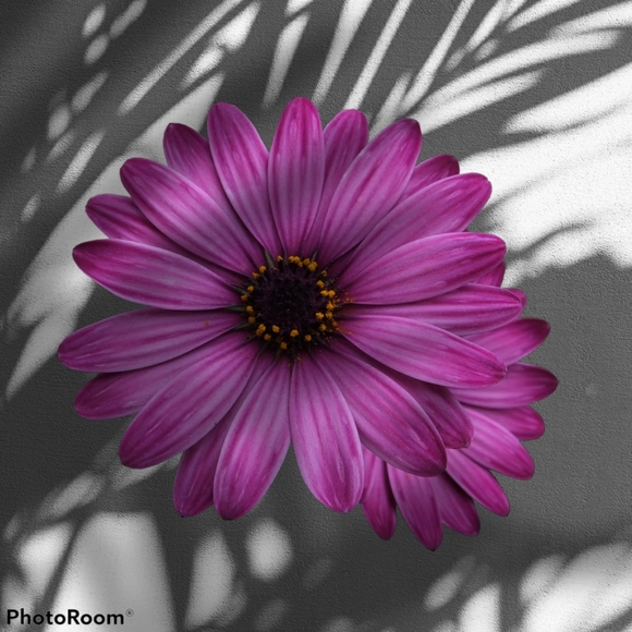 Meet your Posher, Gina - Picture 15 of 15